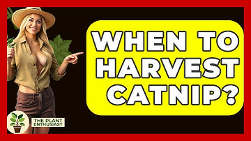 When To Harvest Catnip? - The Plant Enthusiast