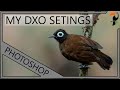 DXO Pure Raw - My Settings For High ISO Success