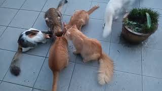 Cats & kittens are 796 & 695 & 678 & 630 & 554 & 439 & 401 & 301 & 171 & 150 & 68& 462&395&293&259