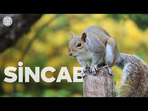 Sincablar haqqında bunları bilirsinizmi?