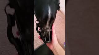 Muzzle Training Step 3