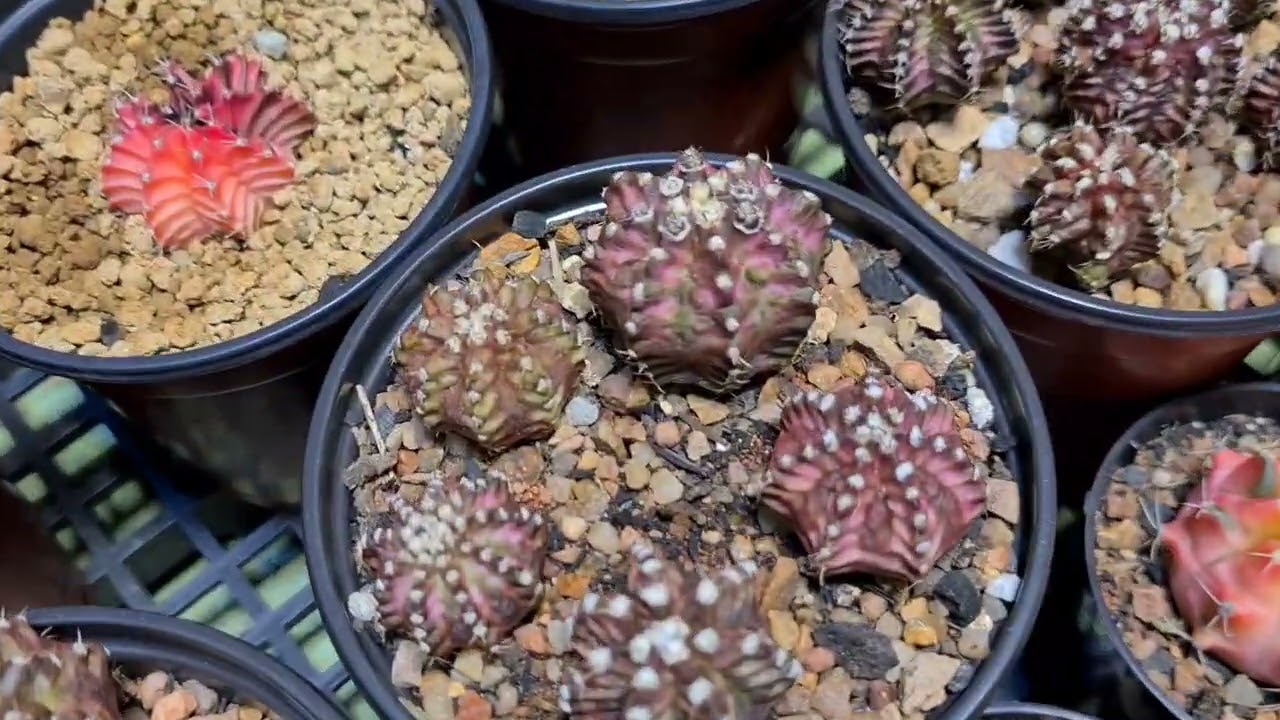 Os cactos coloridos mais lindos do mundo - SUPERGYMNO - Gymnocalycium - Super Aula com Colecionador