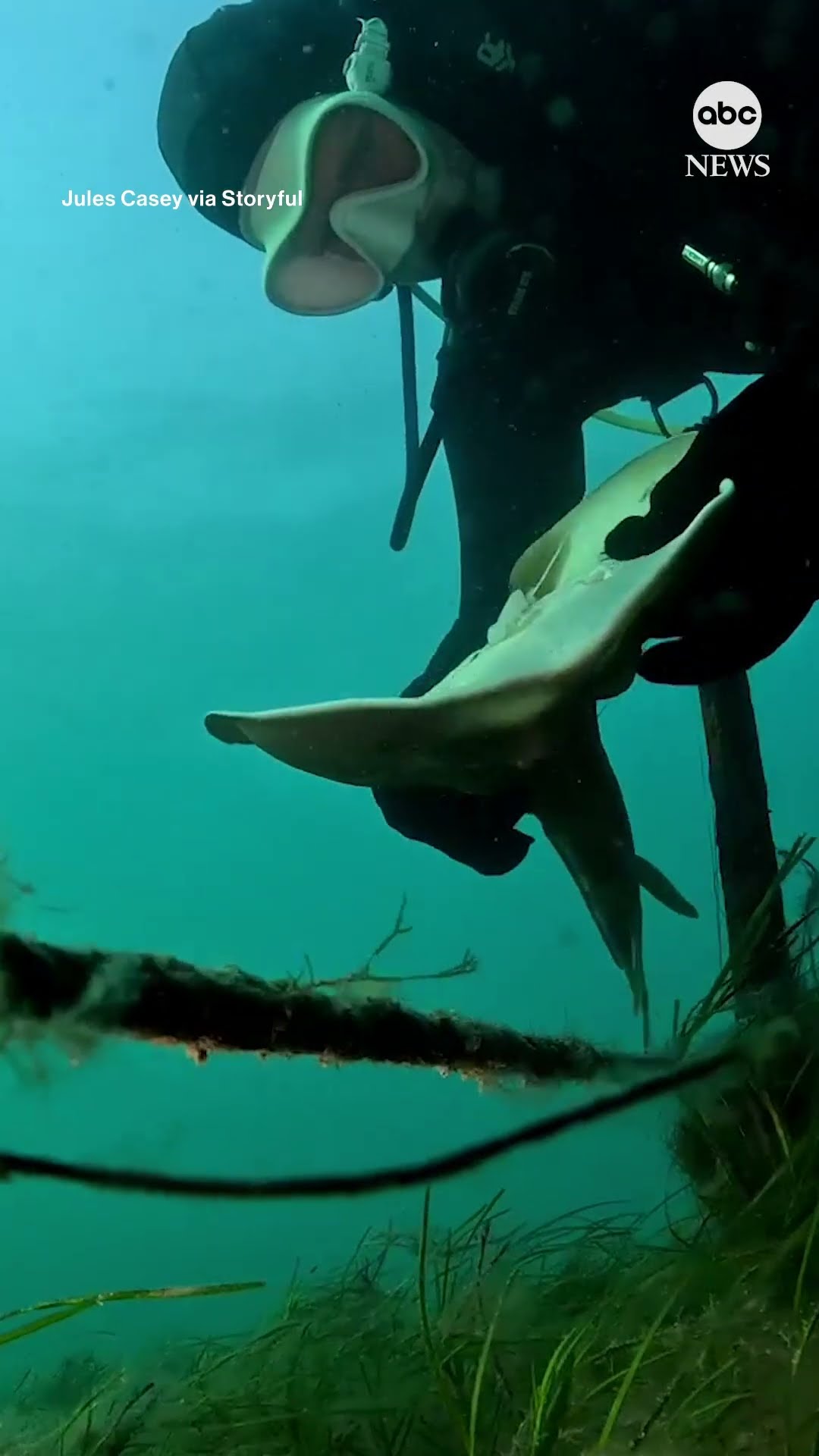 Diver rescues fiddler ray caught in fishing line