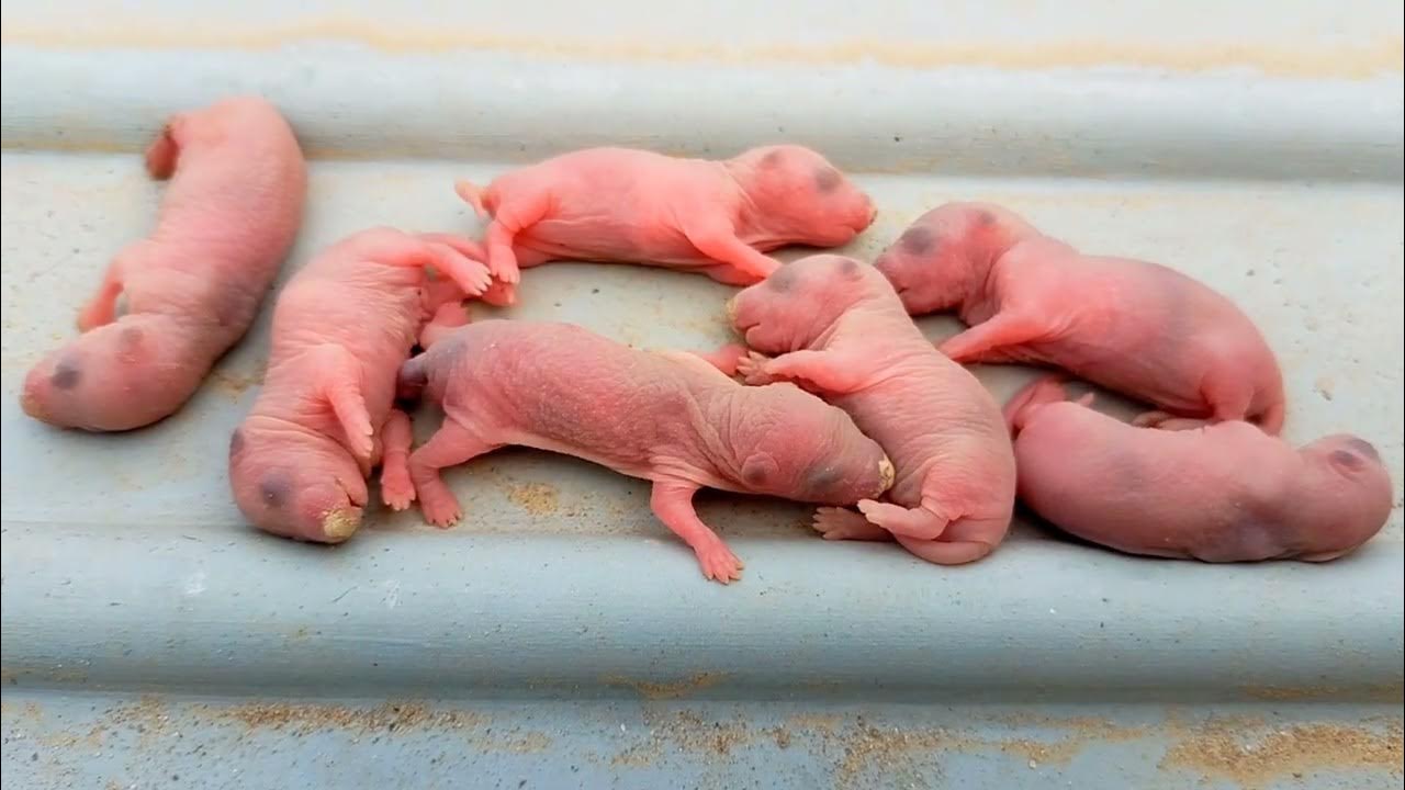 Rescued Baby Mice Found Abandoned By Mother YouTube