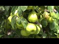 Pear Season Begins In Central Pennsylvania Pear Season Begins In Central Pennsylvania