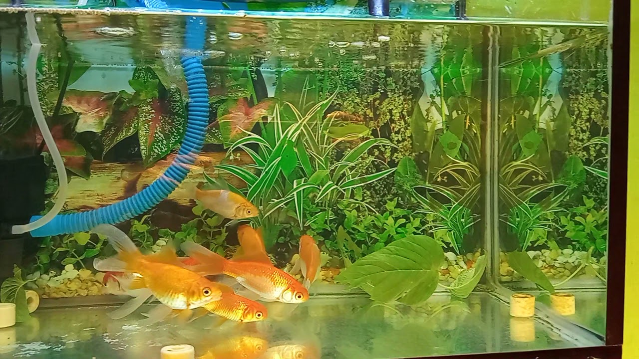 air aquarium jernih tapi kuning