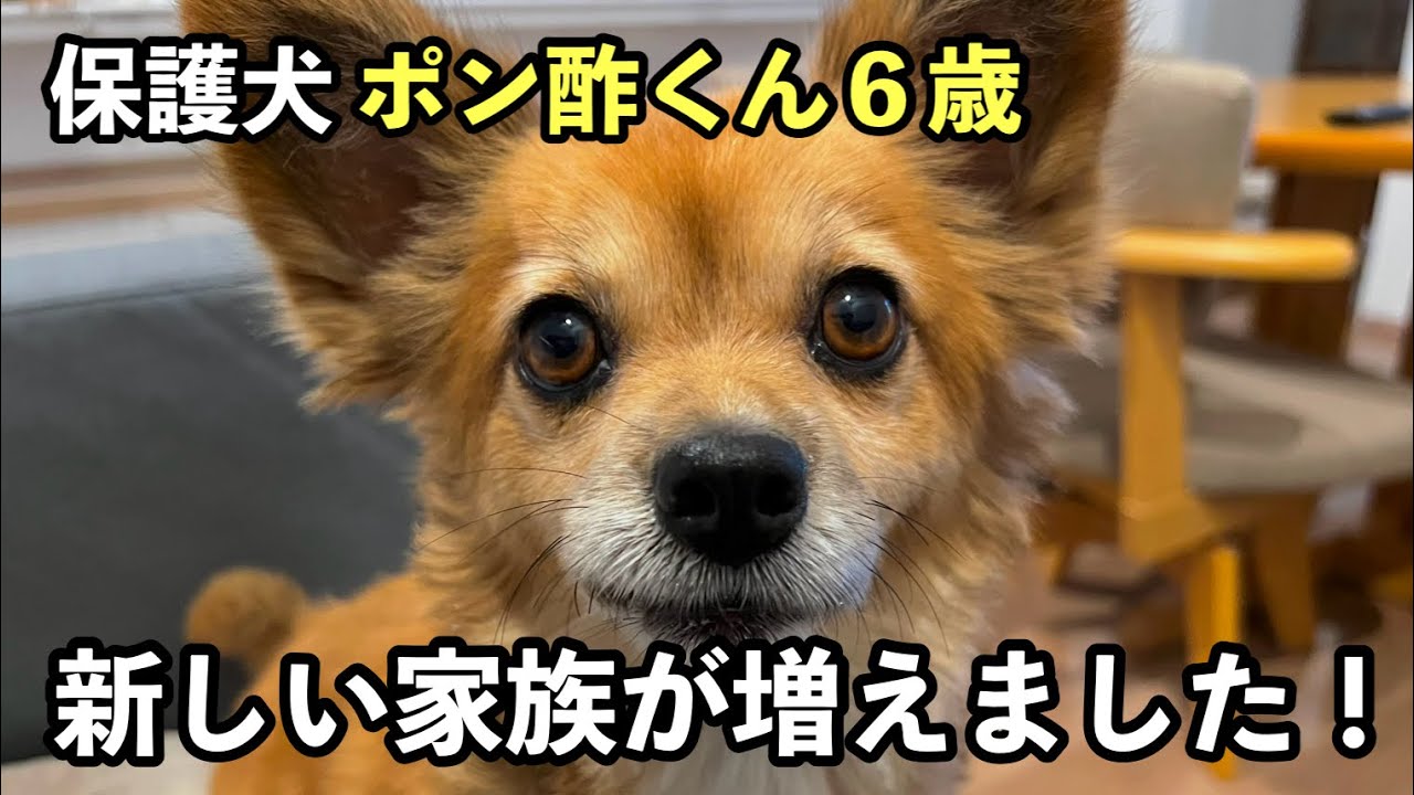 新しい家族が増えました～ポン酢～