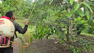 Menghilangkan Jalaga Hitam Pada Daun