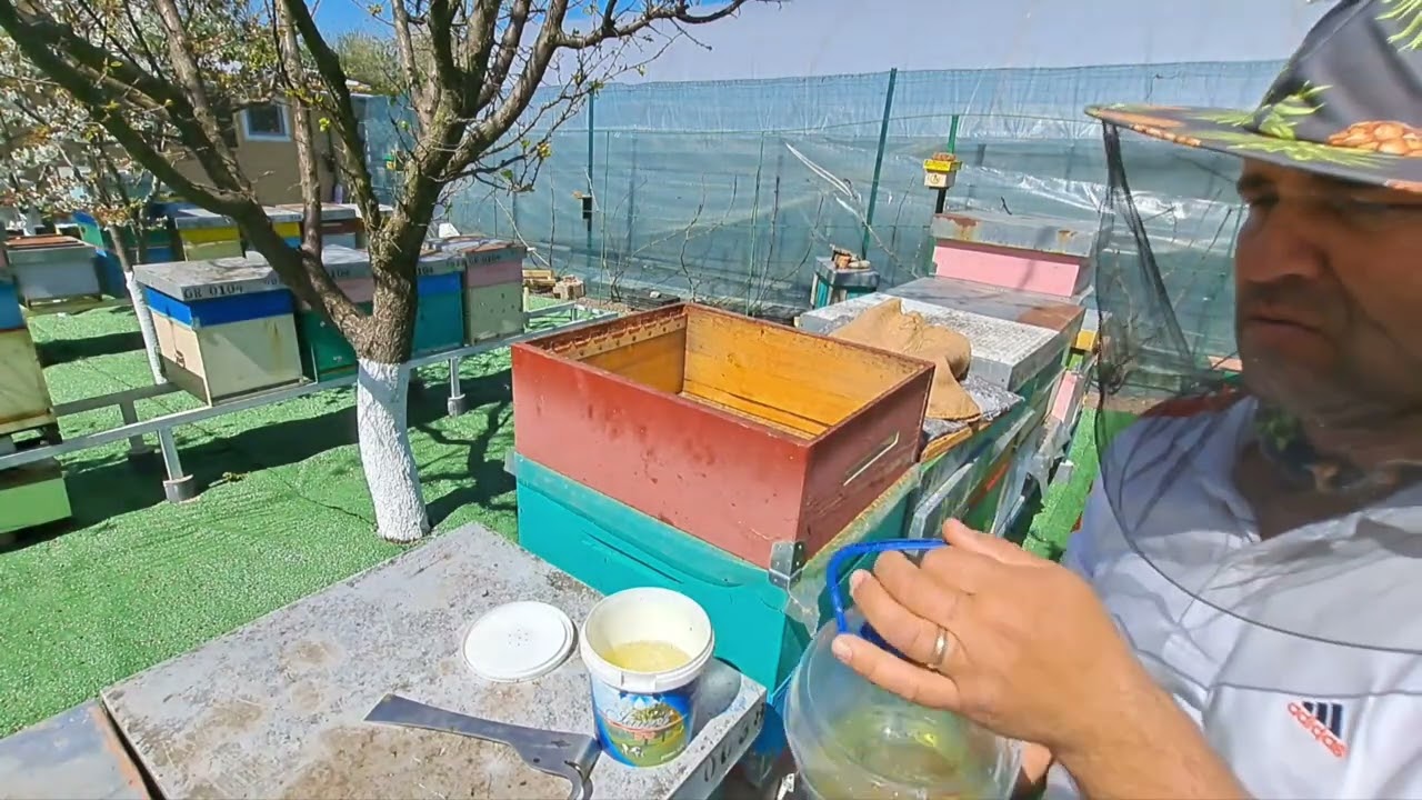 Apicultura de zi cu zi: start, prima transvazare de  larve 🐝🐝🐝🐝🐝