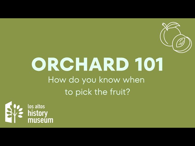 Orchard 101: How do you know when to pick the fruit? - YouTube