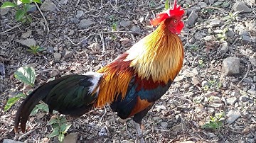 Dib qaib qus tuaj zoo heev 16-5-2021 ເຂົ້າໄກ່ແມ່ງາມໆ