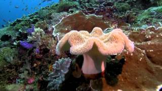 Bali Dive Safari Island Tracking Paul Ranky Copyright VideoClip12