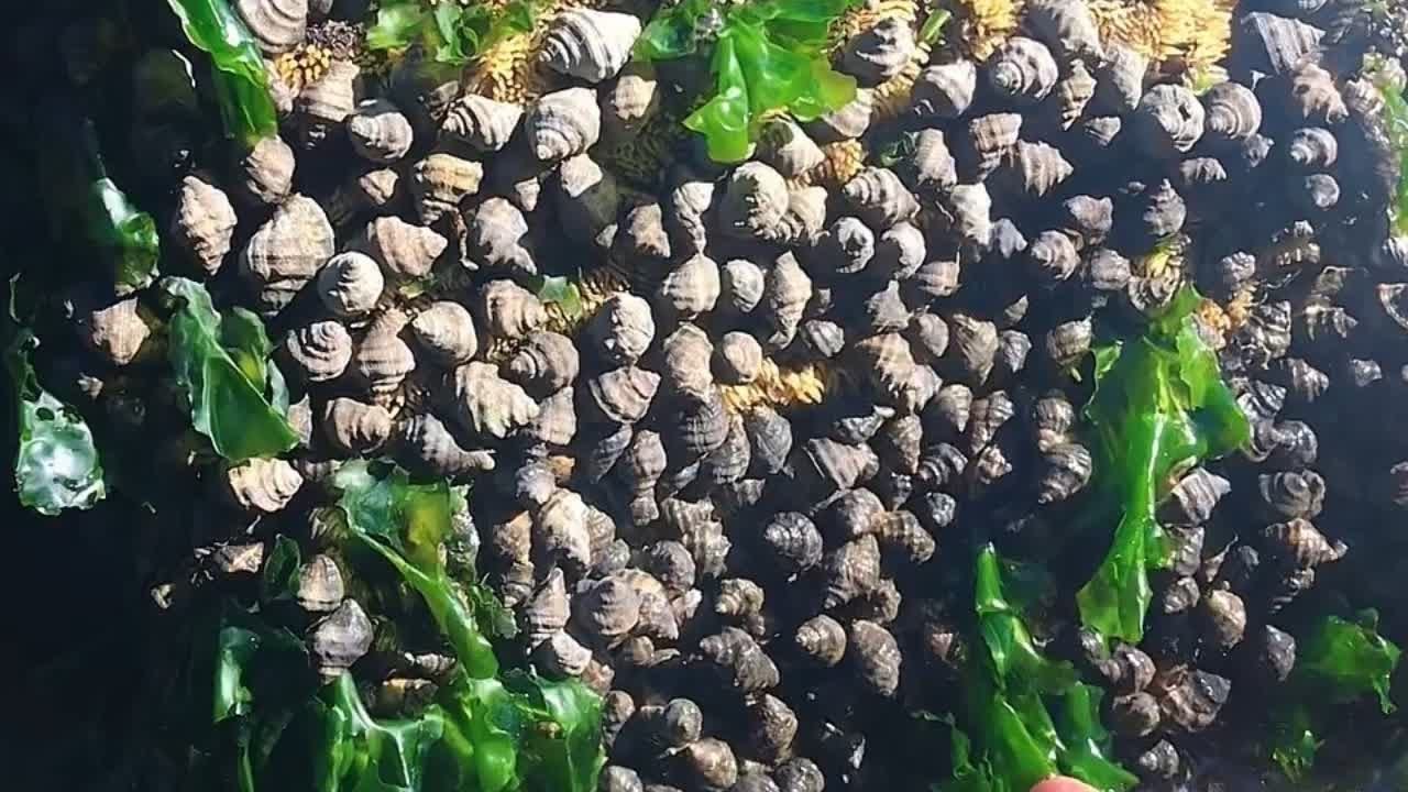不吃还扒拉,爱吃的人都气死了 #辣螺泛滥了#疣荔枝螺#大连赶海 - YouTube
