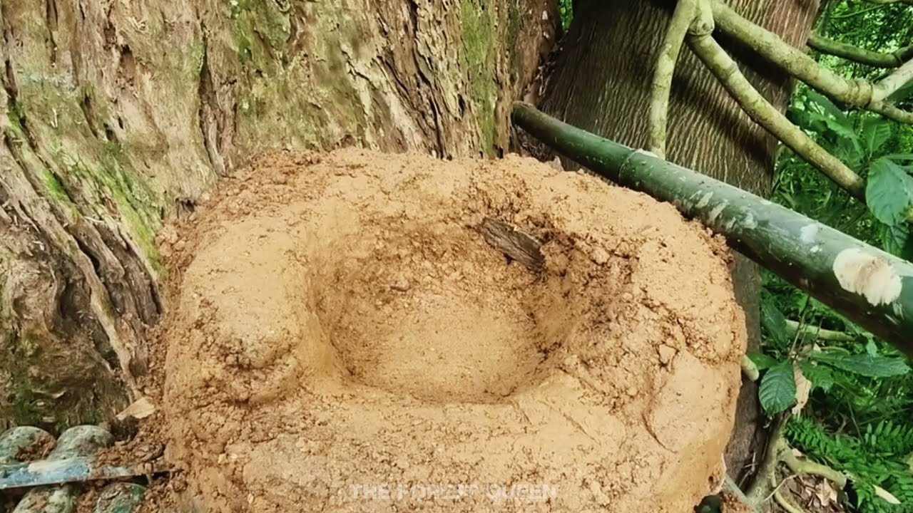 Tree Stump Survival Shelter | Forest Cooking & Living Off the Land 