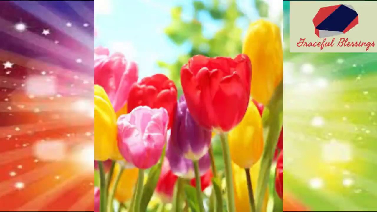 Beautiful Flowers Flowers Sleeping Music Flowers Song Relaxing