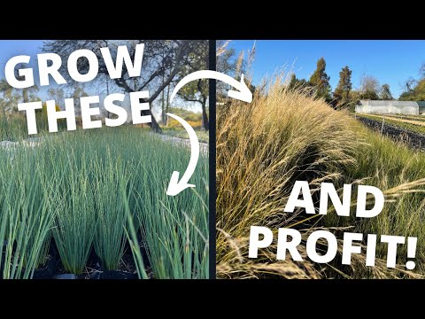 Videó: Száloptikai növényápolás – Díszszálas optikai fű termesztése
