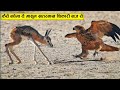 ईस खतरनाक बाज के सामने हिरण का मासूम बच्चा आखिर कैसे बचाएगा अपनी जान ll Wild animal amazing fight