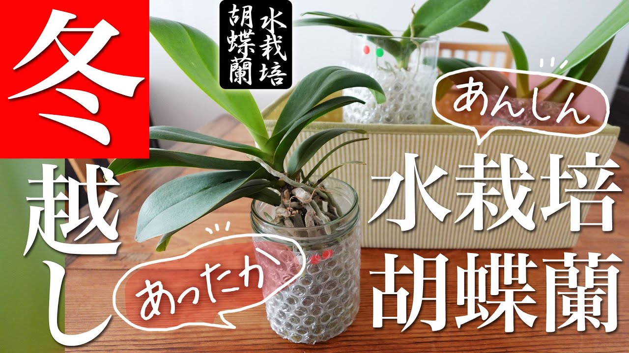 【冬の管理】水栽培+胡蝶蘭で初めて冬を迎える方へ【胡蝶蘭】