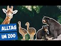 Ein ganz normaler tag im zoo berlin  panda gorilla und co