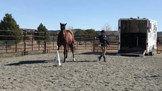 Clicker Training with Horses - Priority to Positive® Trailer Loading