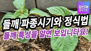 들깨 파종과 정식시기 그리고 심는 방법 입니다