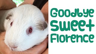 Goodbye Florence: A Tribute - Guinea Piggles by Guinea Piggles 1,624 views 1 year ago 3 minutes, 41 seconds
