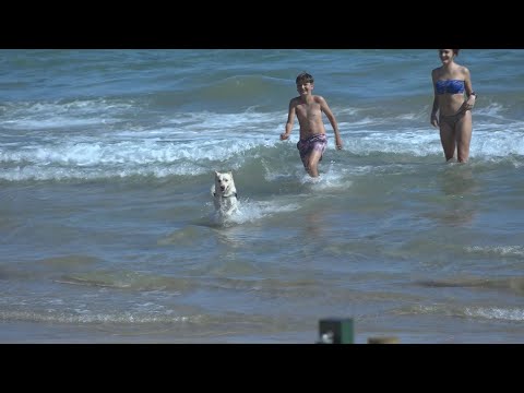 Vídeo: Els gossos poden anar a la platja d'Ogunquit?