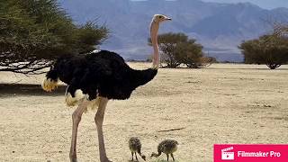 flying tips for flightless birds 8