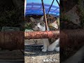 捕えられたボン・・・ #shorts #猫 #cat #बिल्ली #kedi