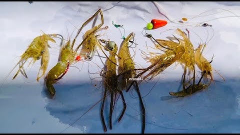 10 cách móc mồi tôm - Many ways to hook shrimp bait