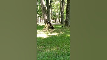 birds attacked a squirrel #animalsvideo