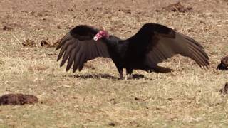Turkey Vulture Walking With Wings Spread Out From Far Away