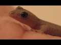 レオパゲルを食べるニホンヤモリ A cute tiny gecko eating artificial feed