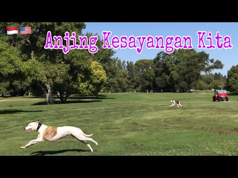 Video: Hypoallergenic, Kesihatan Dan Jangka Hayat Anjing Greyhound
