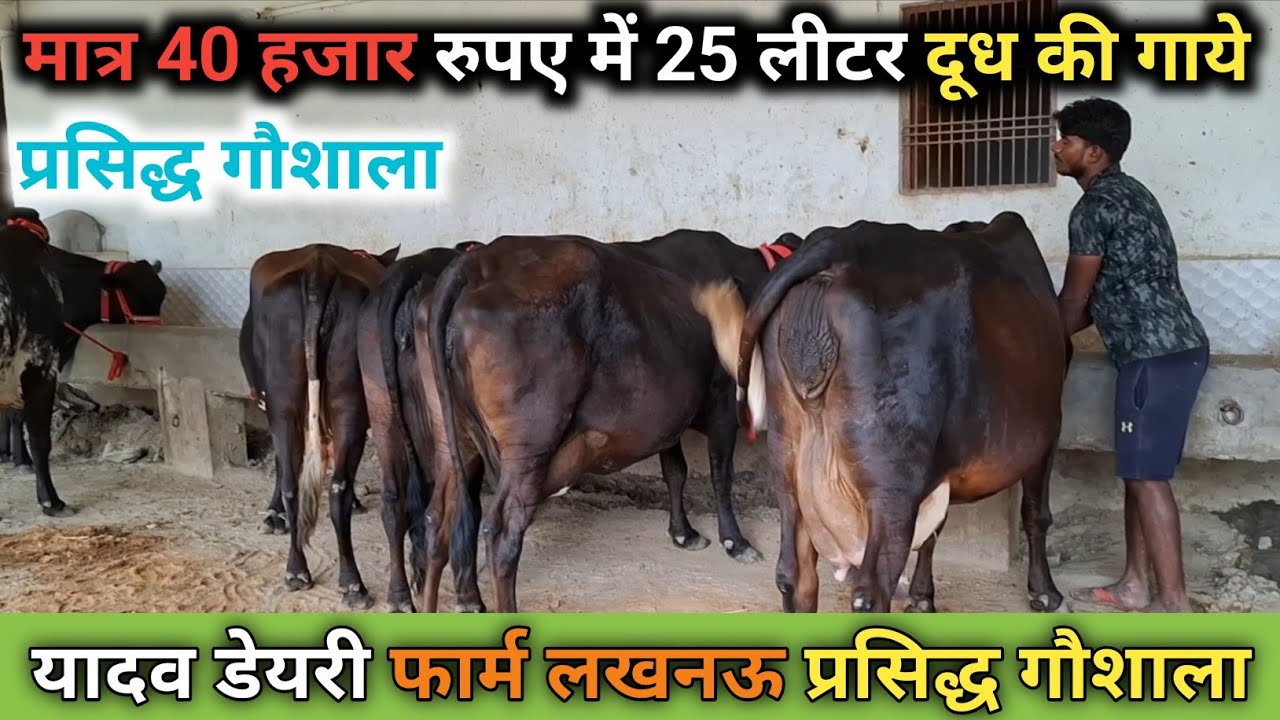 26 August 2025 💯 मात्र ₹40000 में 25 लीटर दूध की गाये भाई यादव डेरी फार्म लखनऊ प्रसिद्ध गौशाला 