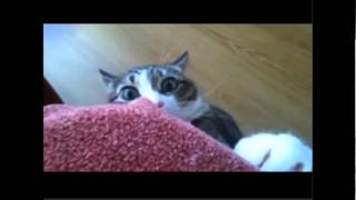DraMatiC Cat LoOk - Funniest video of the week(2) April 2012 [HD]