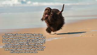 5 Facts About the American Water Spaniel by Daily Life With Dogs 3 views 7 months ago 1 minute, 8 seconds