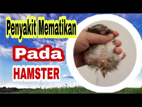 Video: Enteritis Yang Disebabkan Oleh Antibiotik Pada Hamster