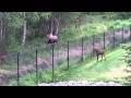 Trapped Baby Moose Reunites with Its Mother