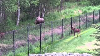 Trapped Baby Moose Reunites with Its Mother