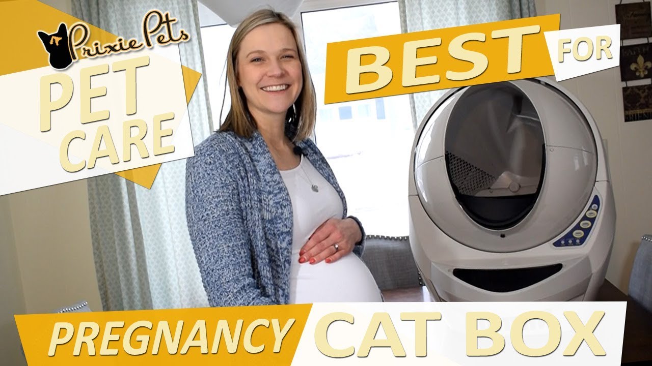 Best Cat Box for Pregnancy, Pregnant Pet Moms