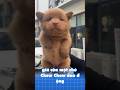 TOP 3 loài chó có giá đắt đỏ nhất 🐕🦮🐕🦺
