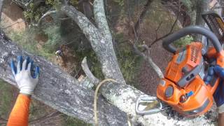 'A Very Dangerous Tree Removal'  Part 1