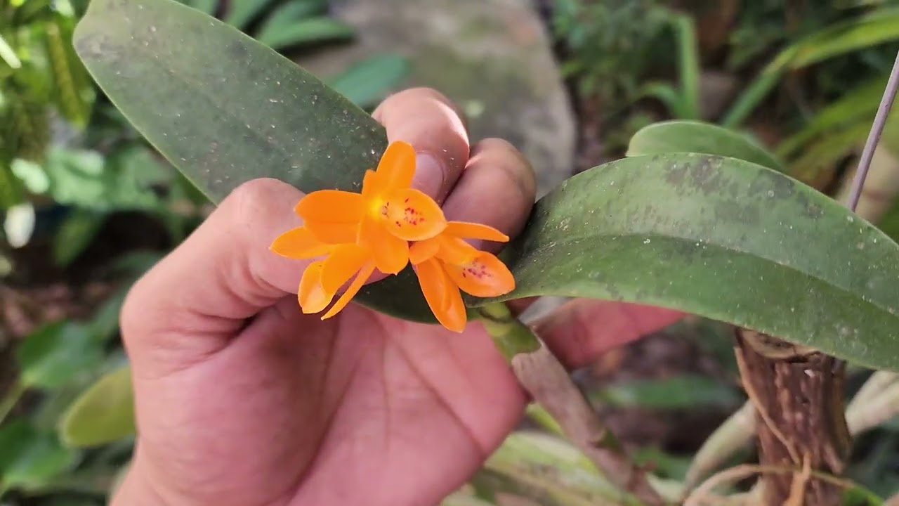 Orquídea Guarianthe Aurantiaca