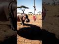Animal world a greedy Hippo  fell down a trap. #animals #funny #shorts