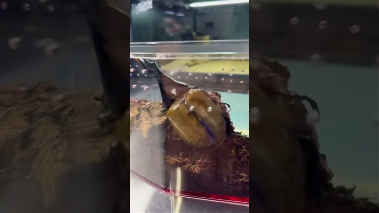 This Insect Can Lift a Car?! 💪😳 | Hercules Beetle Strength 