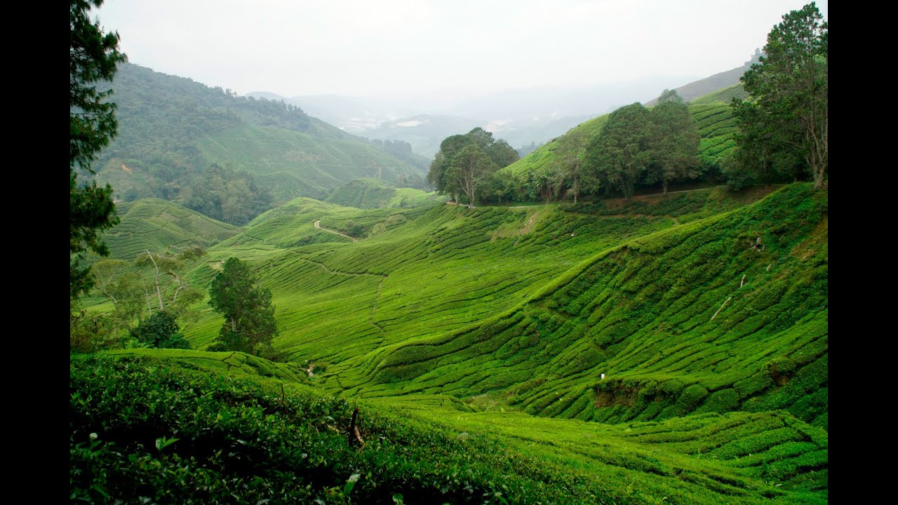 cameron highlands day tour from tanah rata