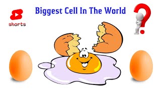 Biggest Cell In The World Biology