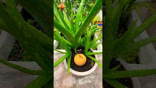How To Take Care Of Aloe Vera Plant