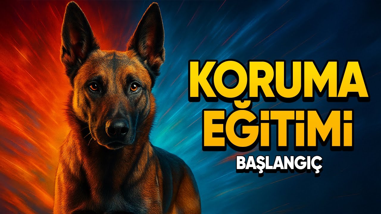 Köpeklerde Koruma Eğitimi 101 | Koruma Eğitimine Giriş